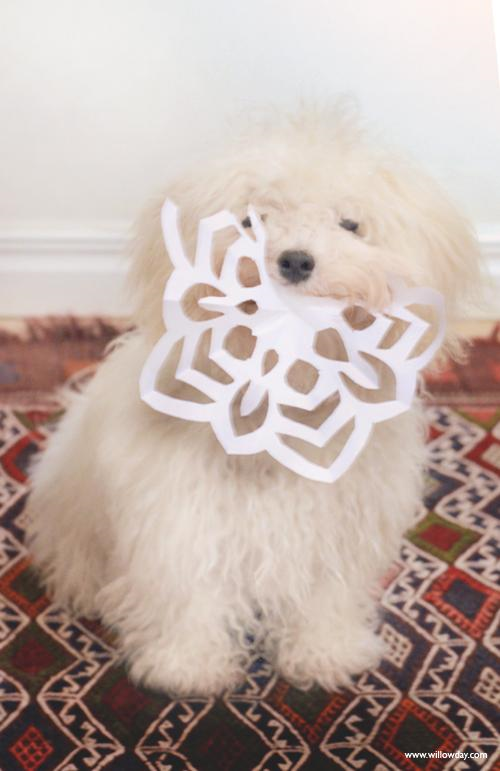 5-pointed Paper Snow Flakes