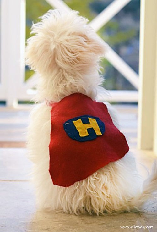 Make a Halloween Dog Cape