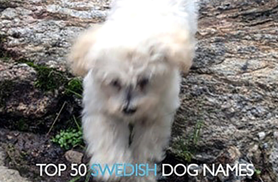 Top 50 Swedish Dog Names